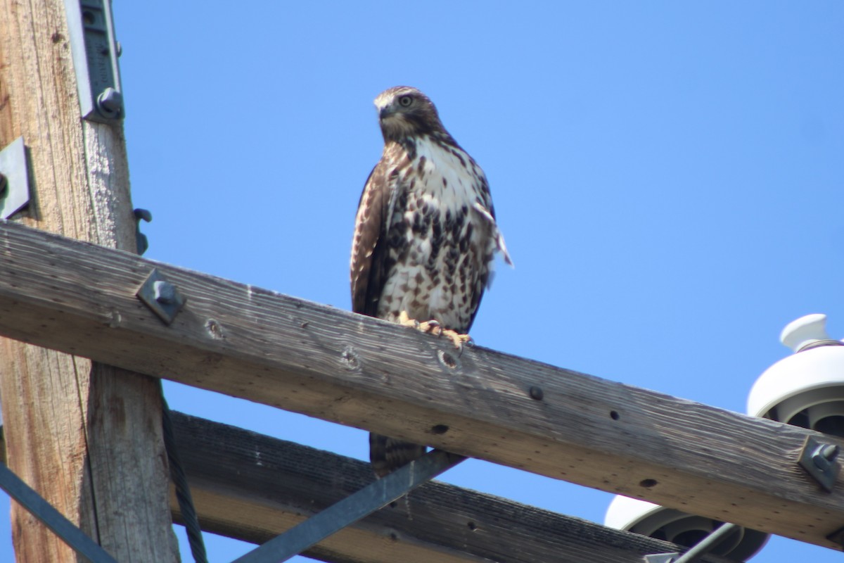 Red-tailed Hawk (calurus/alascensis) - ML617621323