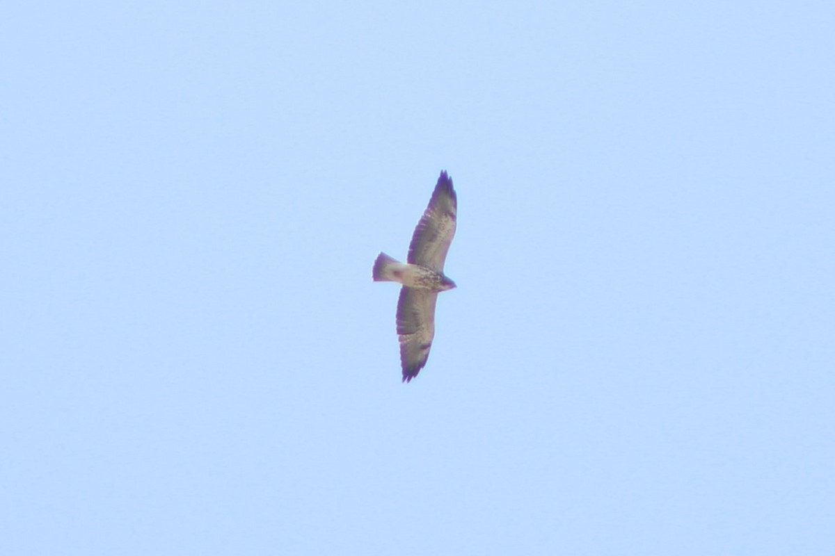 Swainson's Hawk - ML617621351