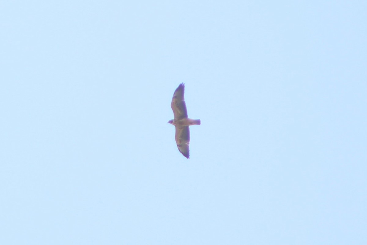 Swainson's Hawk - ML617621352