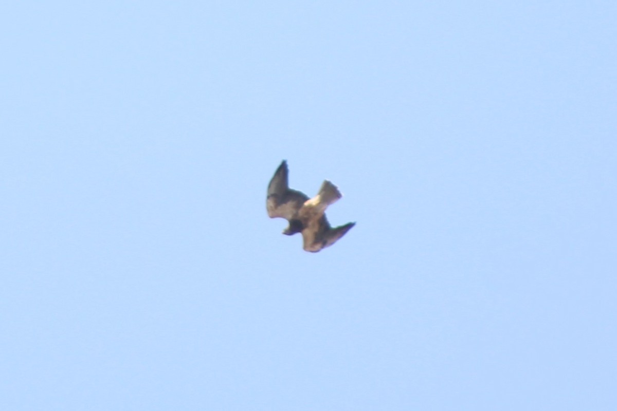 Swainson's Hawk - ML617621353