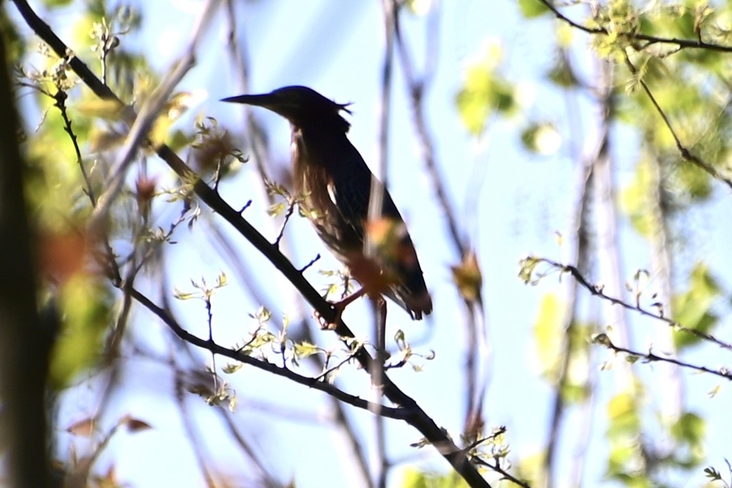 Green Heron - ML617621372