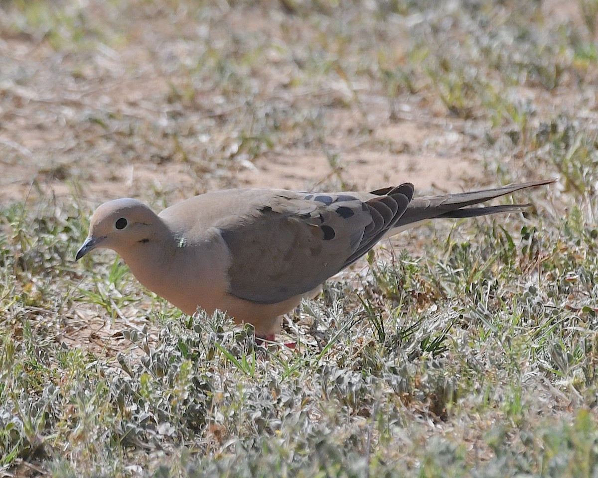 Mourning Dove - Ted Wolff