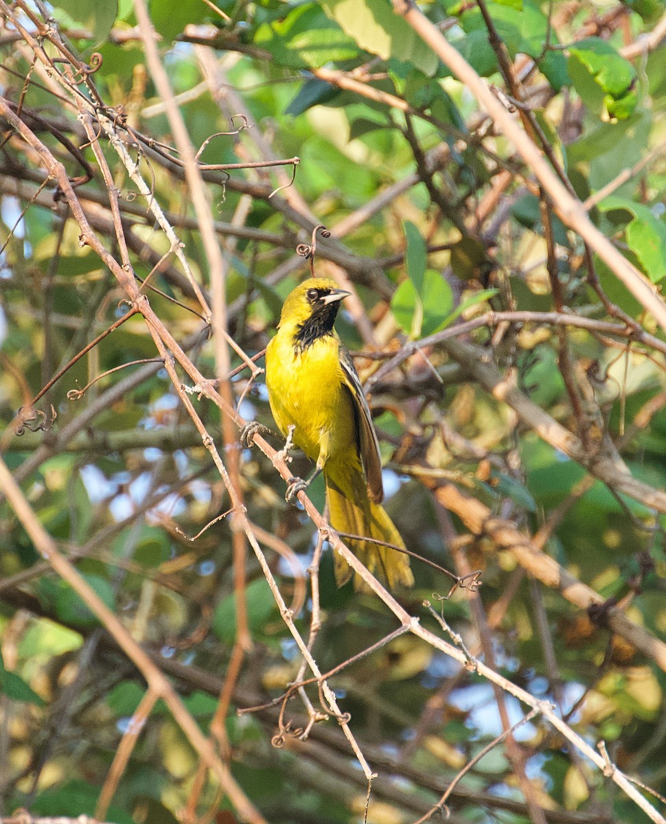 Orchard Oriole - ML617621387