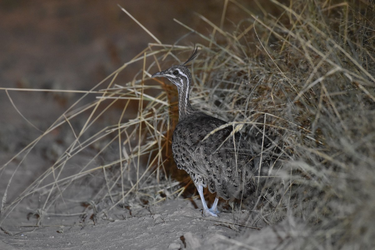 Quebracho Crested-Tinamou - ML617621391