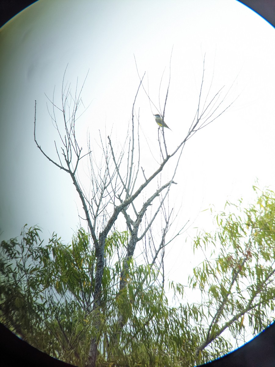 Tropical Kingbird - ML617621413