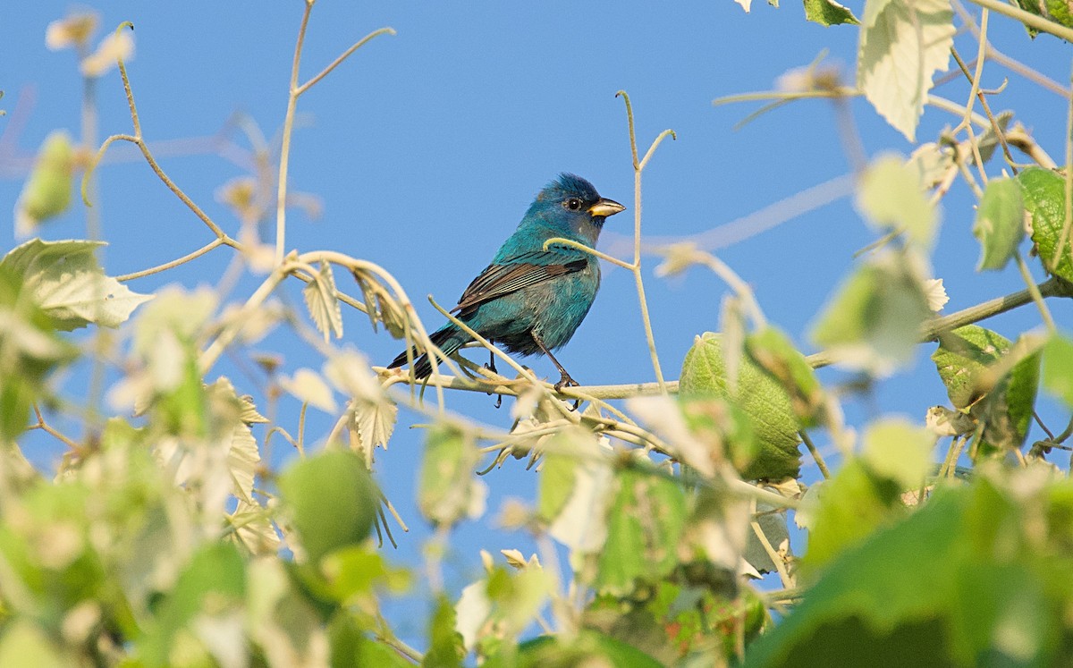 Indigo Bunting - ML617621415