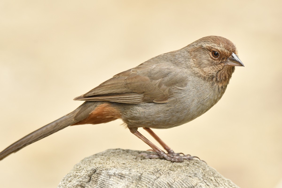 California Towhee - ML617621418