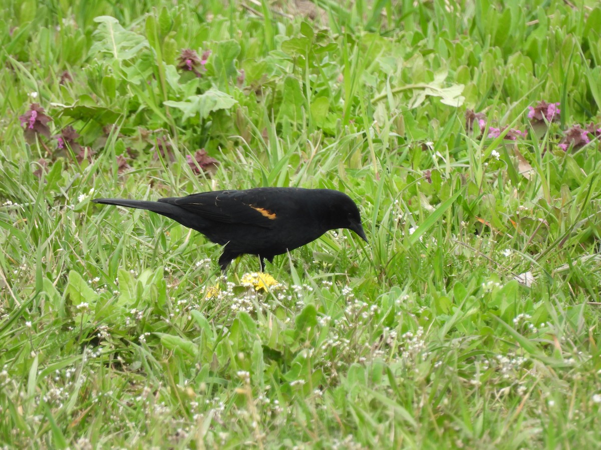 Red-winged Blackbird - Mark Stevens