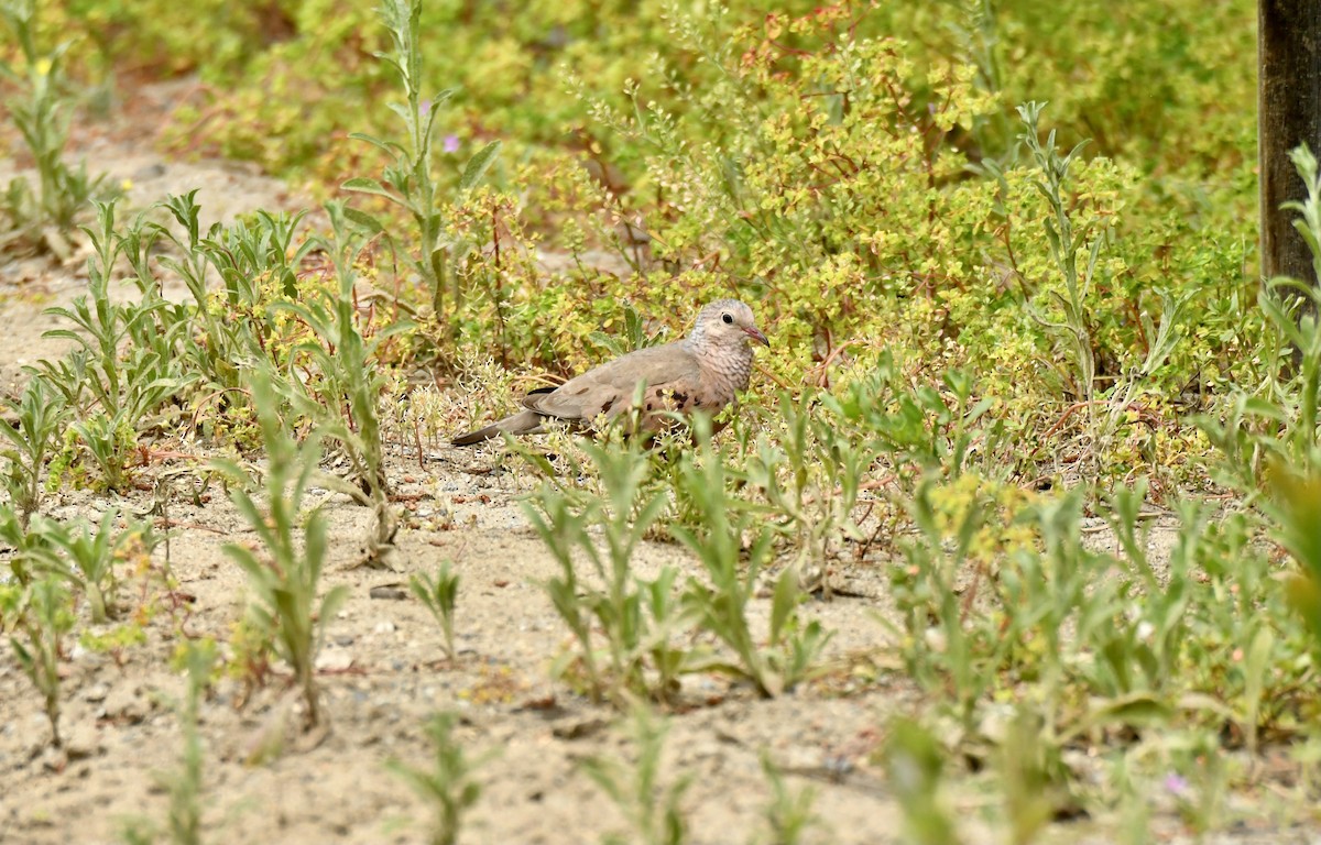 Common Ground Dove - ML617621497