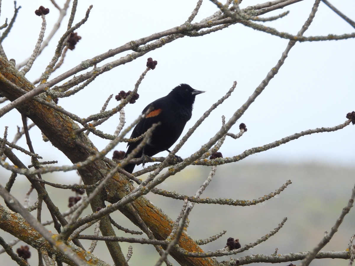 Red-winged Blackbird - Mark Stevens