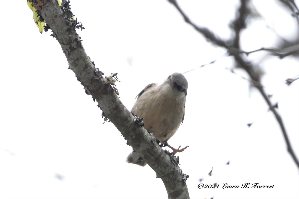 Eurasian Nuthatch (Western) - Laura Forrest