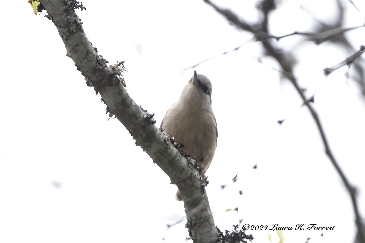 Eurasian Nuthatch (Western) - ML617621517