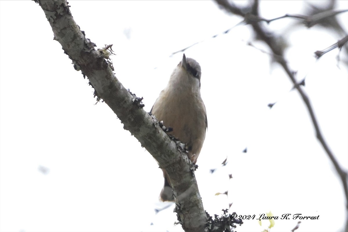 Eurasian Nuthatch (Western) - Laura Forrest