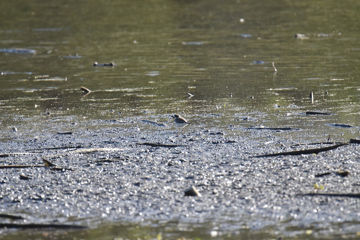 Semipalmated Plover - Josh Smith