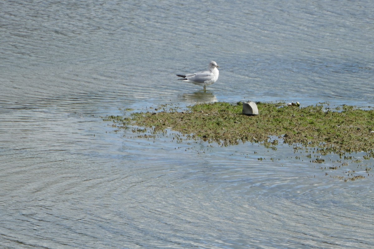 Ring-billed Gull - Anonymous