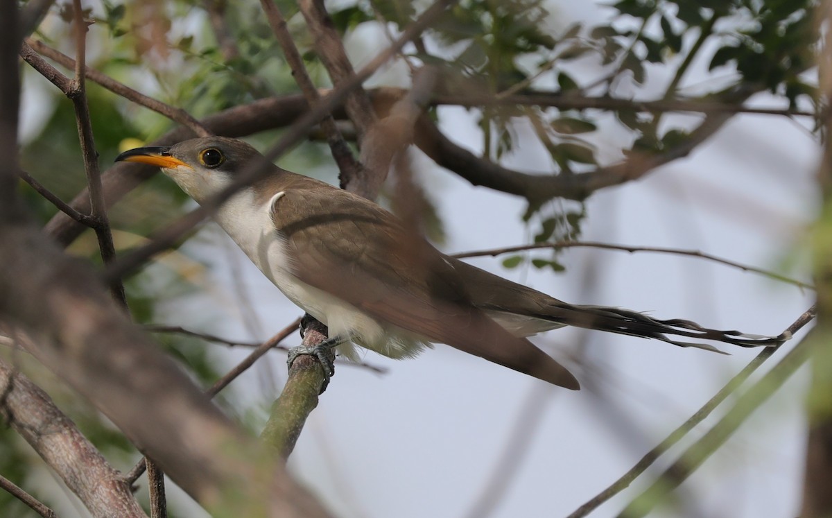 Yellow-billed Cuckoo - ML617621565