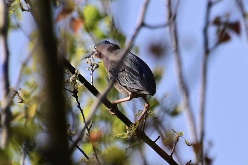 Green Heron - Sheree Wilson