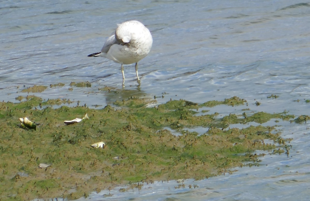 Ring-billed Gull - ML617621572