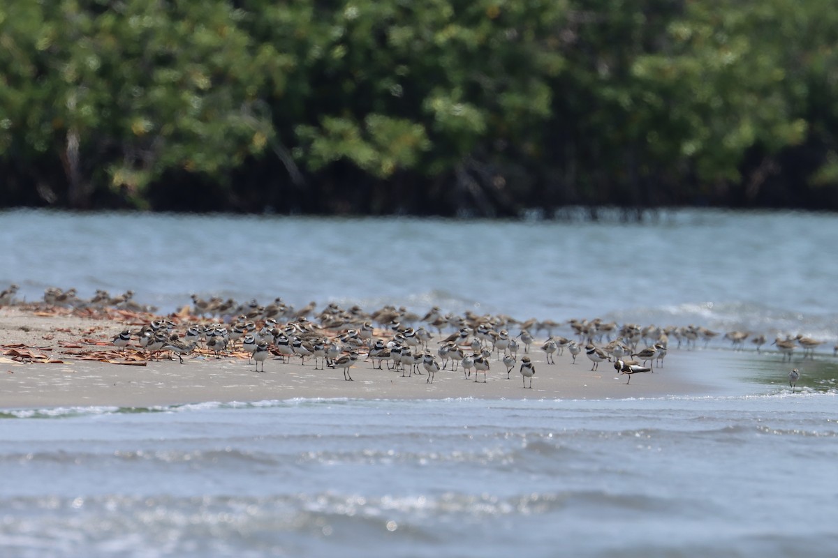 Semipalmated Plover - ML617621601