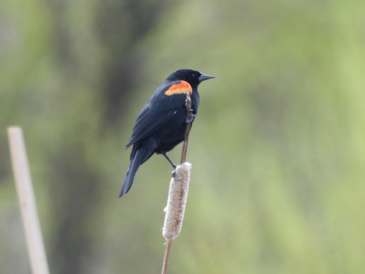 Red-winged Blackbird - Mark Stevens