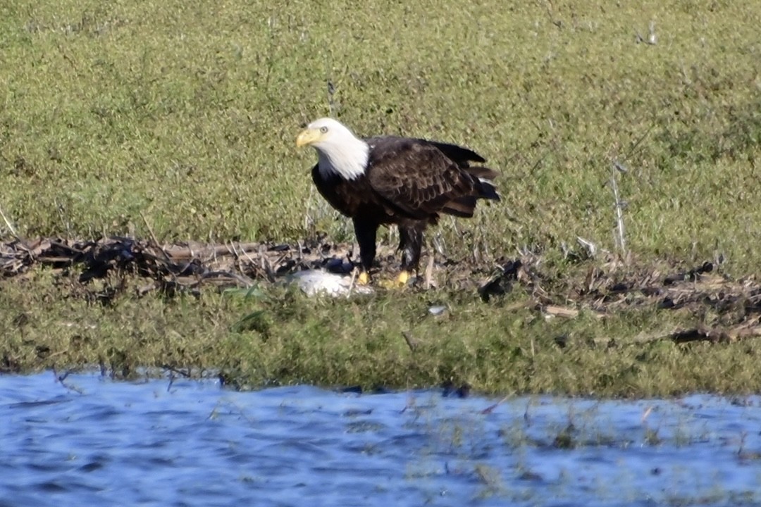 Weißkopf-Seeadler - ML617621645