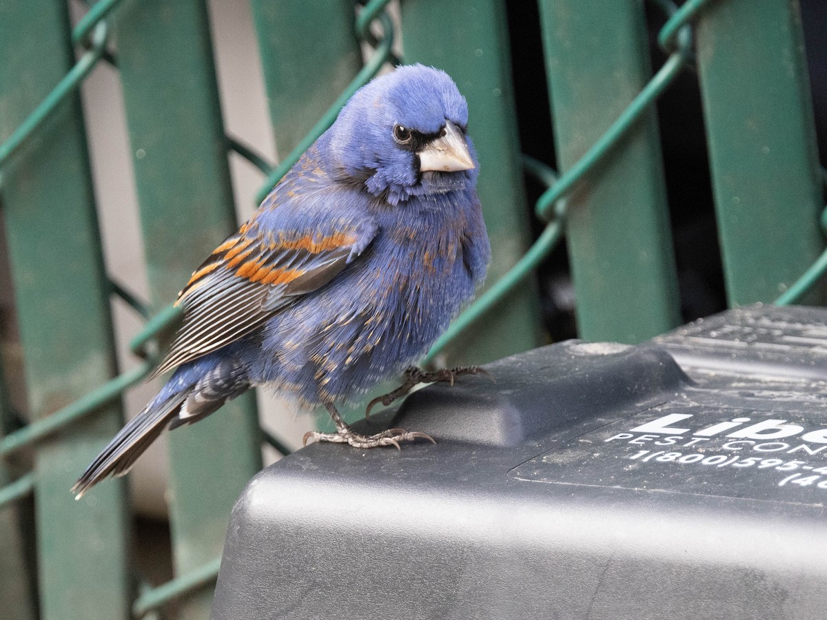 Blue Grosbeak - ML617621646