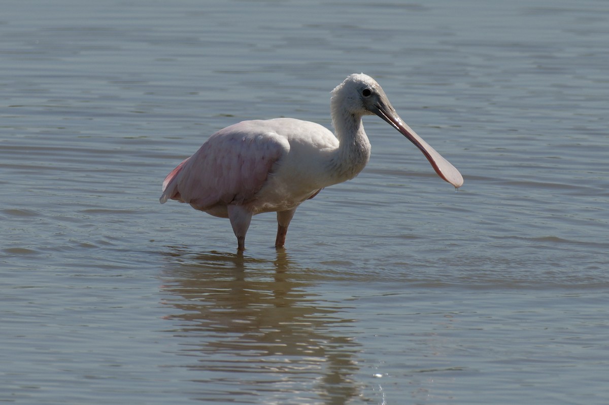 Roseate Spoonbill - ML617621675