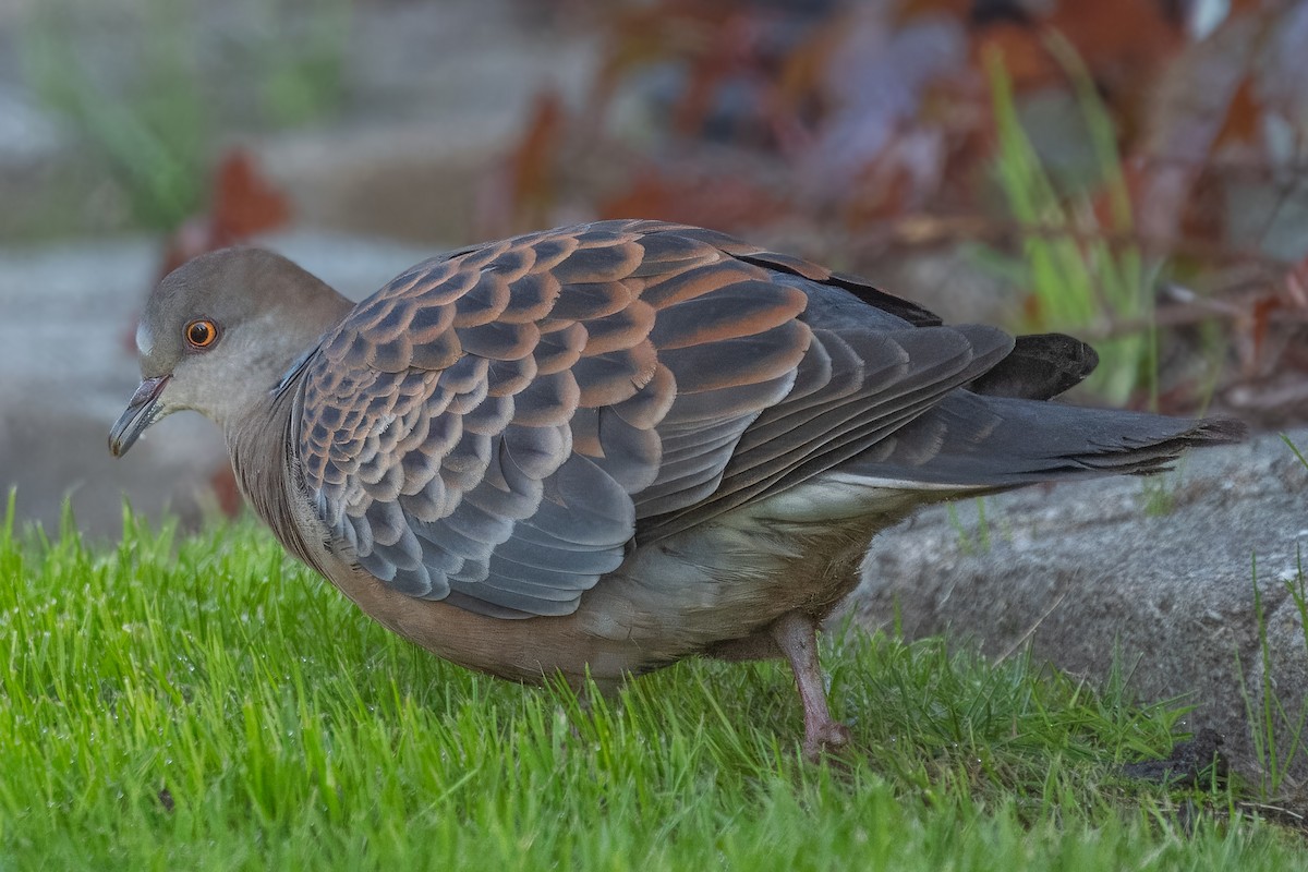 Oriental Turtle-Dove - ML617621693