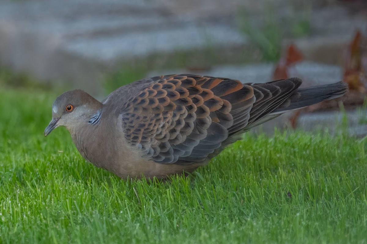 Oriental Turtle-Dove - ML617621694