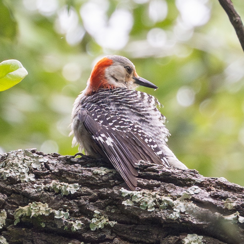 Red-bellied Woodpecker - ML617621696