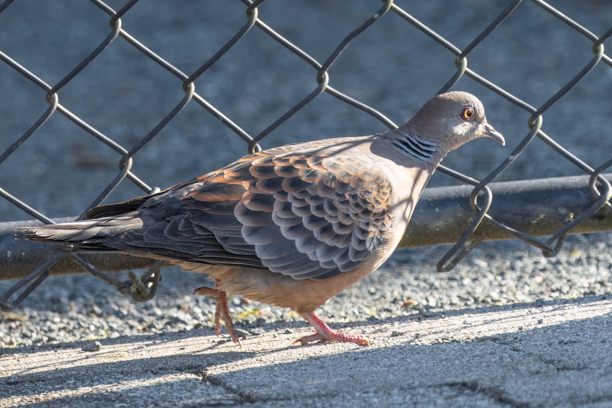 Oriental Turtle-Dove - ML617621697