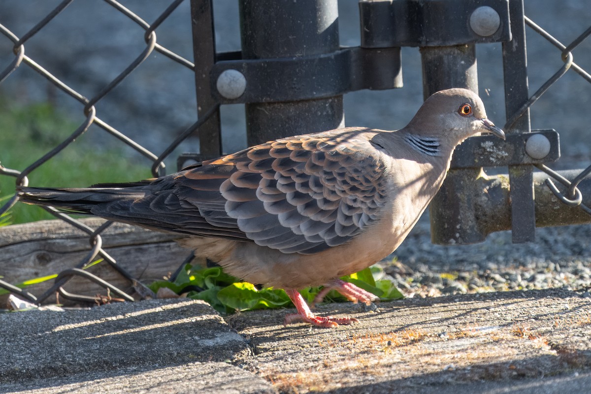 Oriental Turtle-Dove - Andrew Boycott