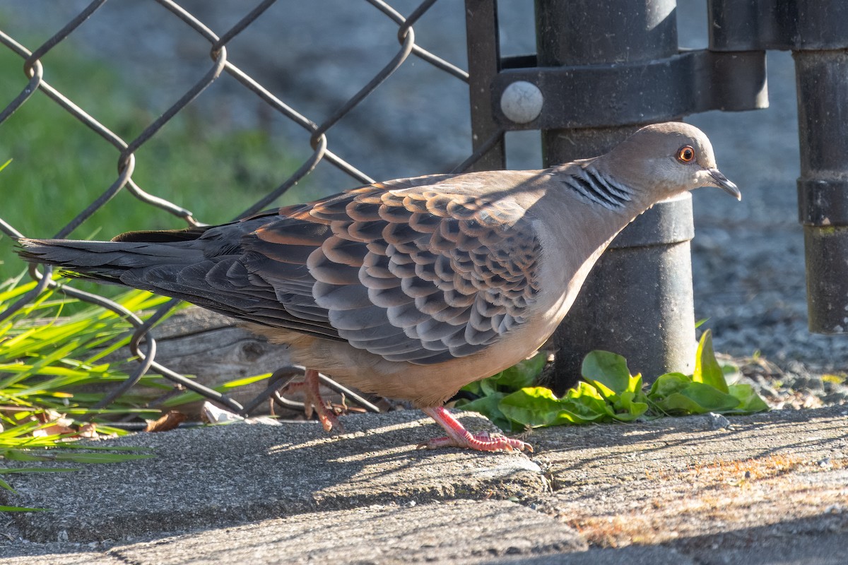 Oriental Turtle-Dove - ML617621699