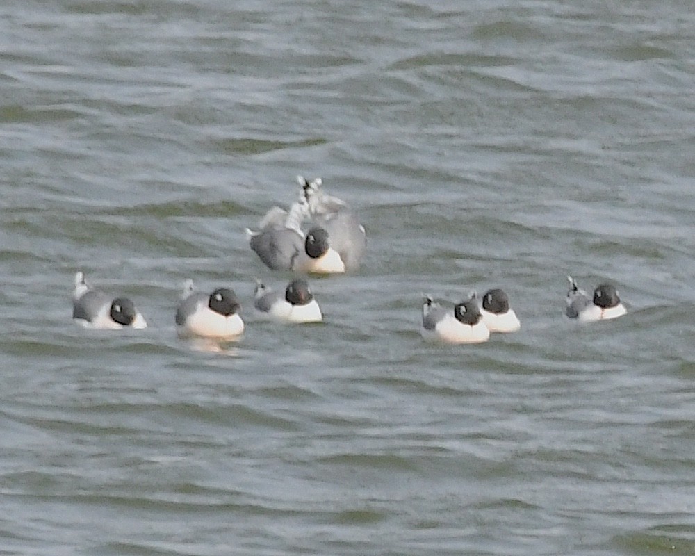 Franklin's Gull - ML617621700