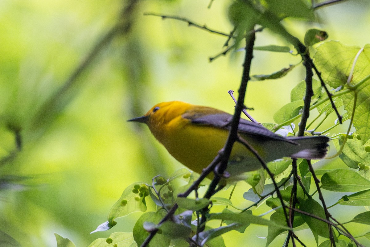 Prothonotary Warbler - ML617621715