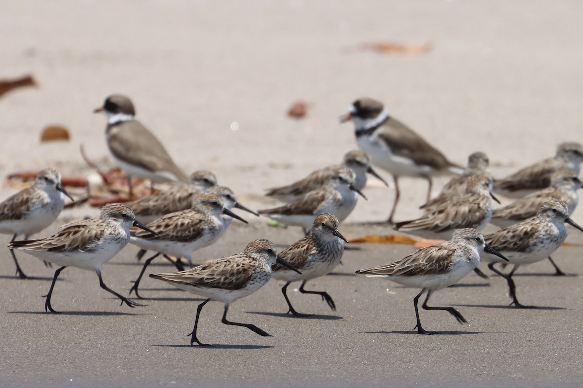 Western Sandpiper - ML617621737