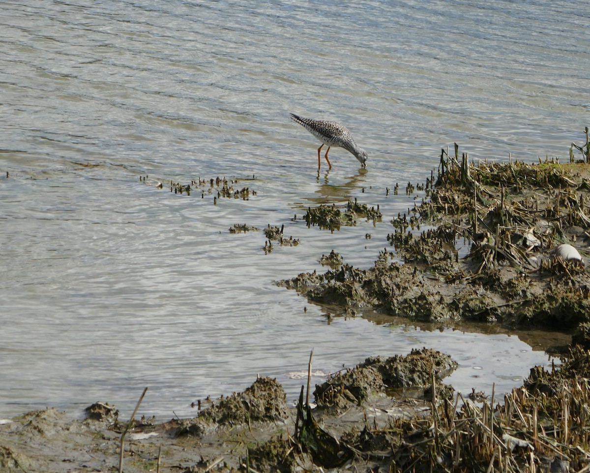 Greater Yellowlegs - Anonymous