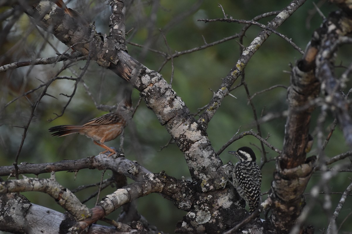 Lark-like Brushrunner - Patrick Palines