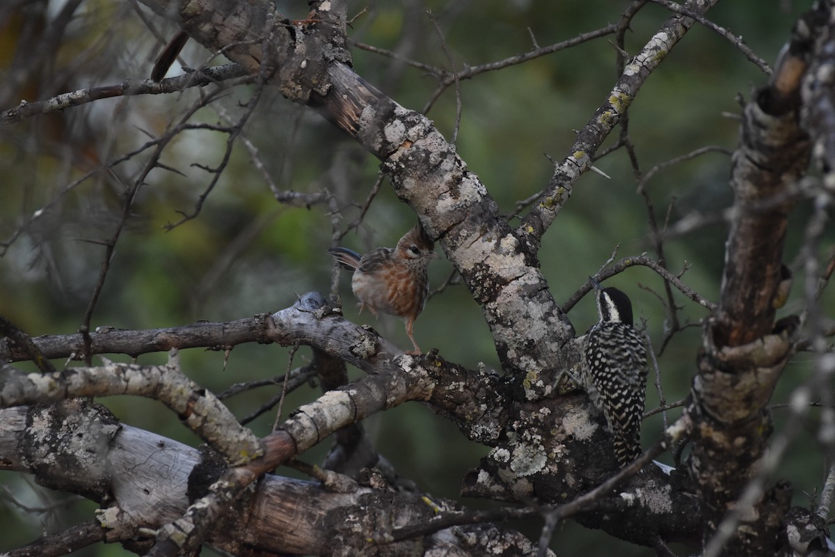 Lark-like Brushrunner - Patrick Palines