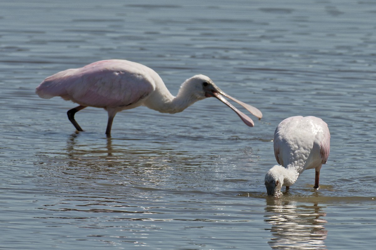 Roseate Spoonbill - ML617621806