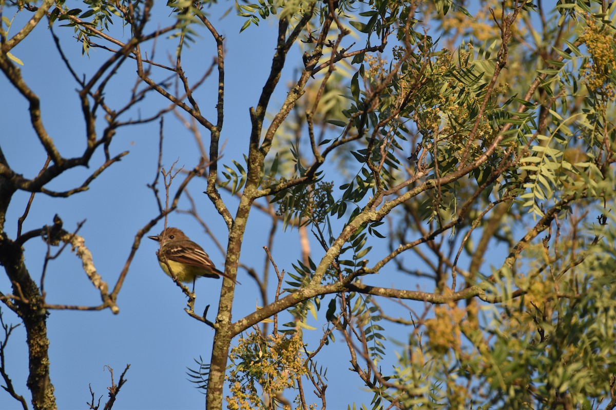 Brown-crested Flycatcher - Patrick Palines