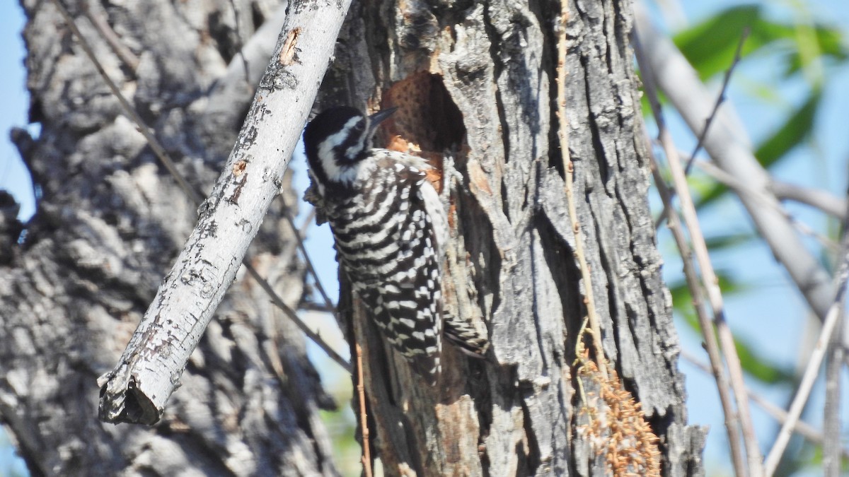 Ladder-backed Woodpecker - ML617621848