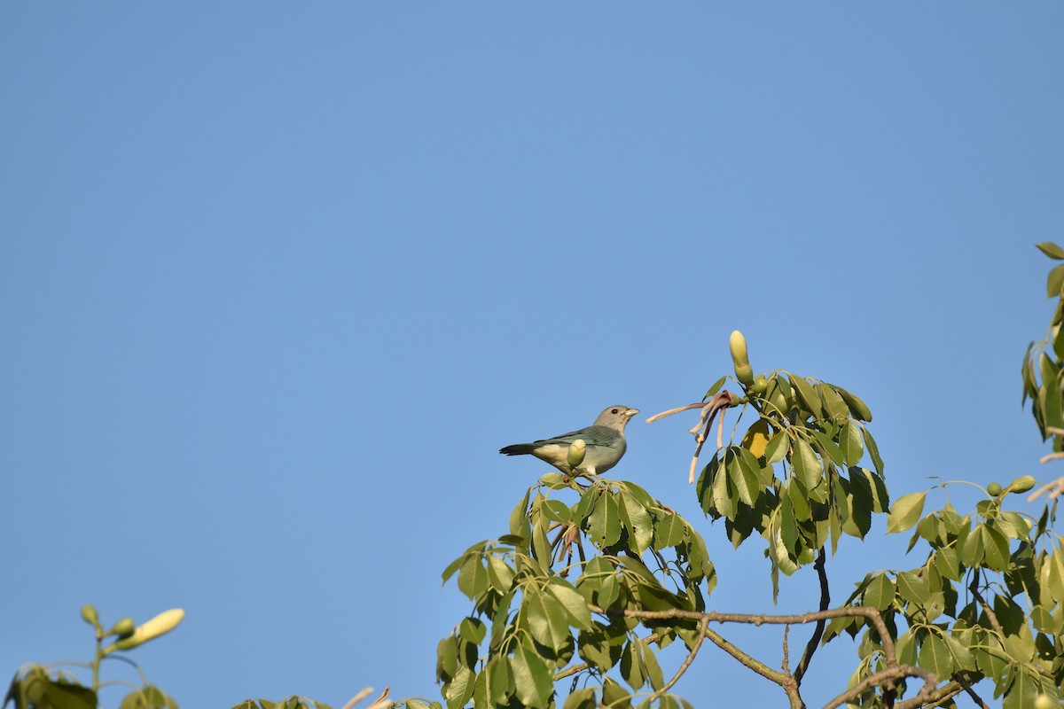 Sayaca Tanager - Patrick Palines