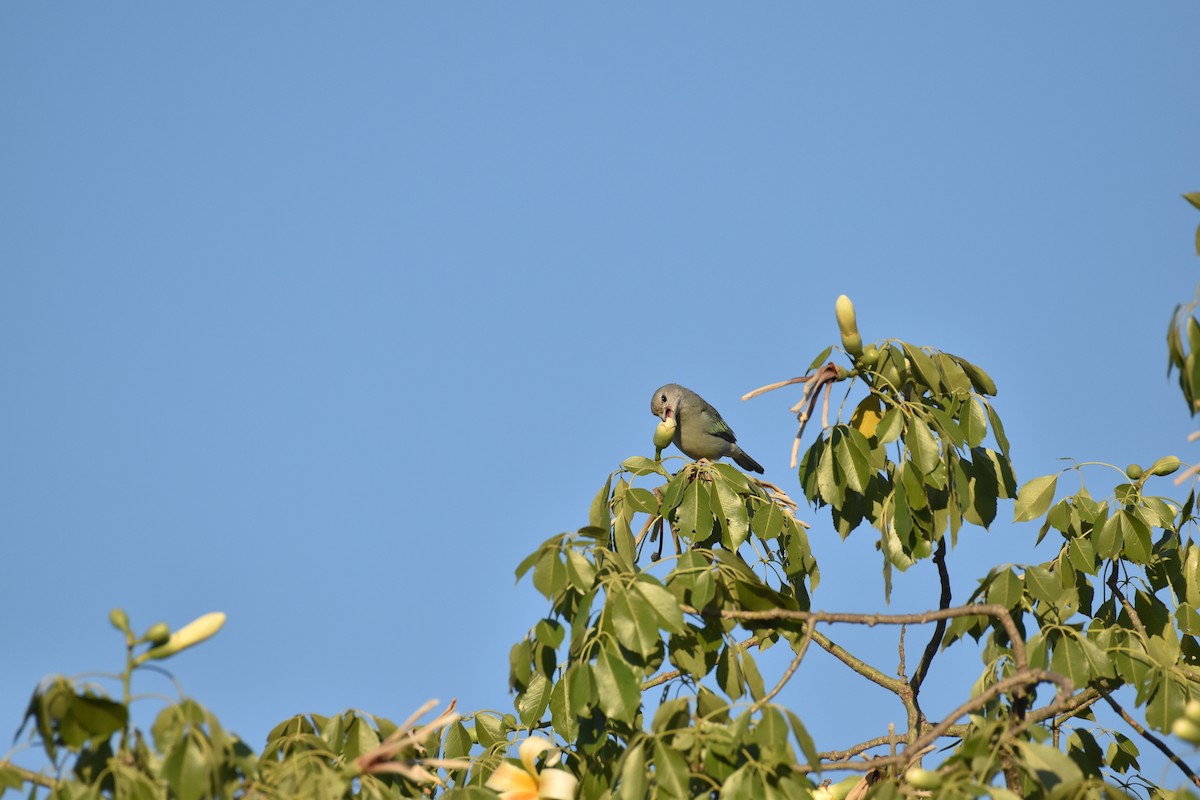 Sayaca Tanager - Patrick Palines