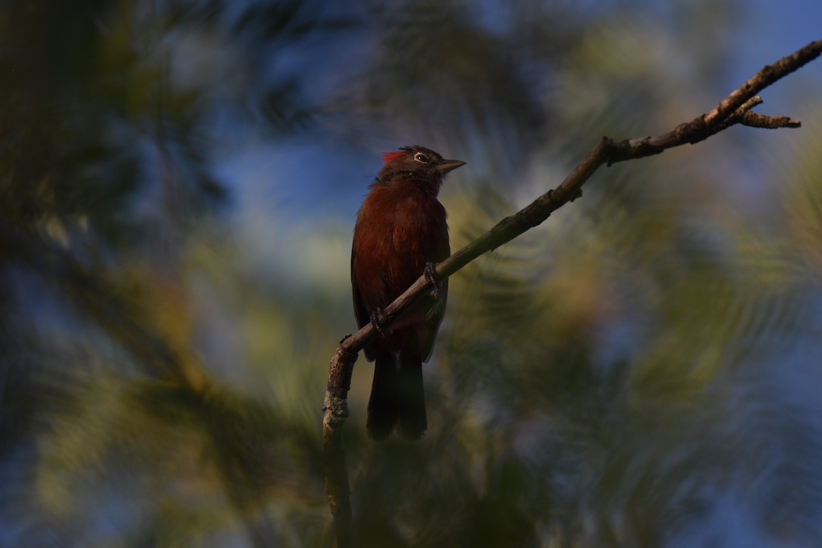 Red-crested Finch - ML617621876