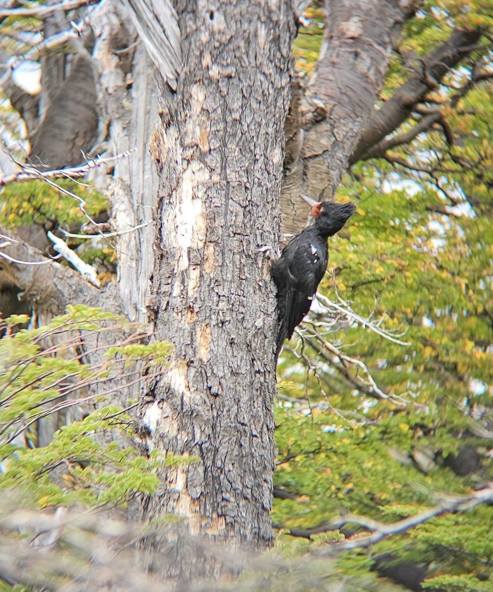 Magellanic Woodpecker - ML617621894