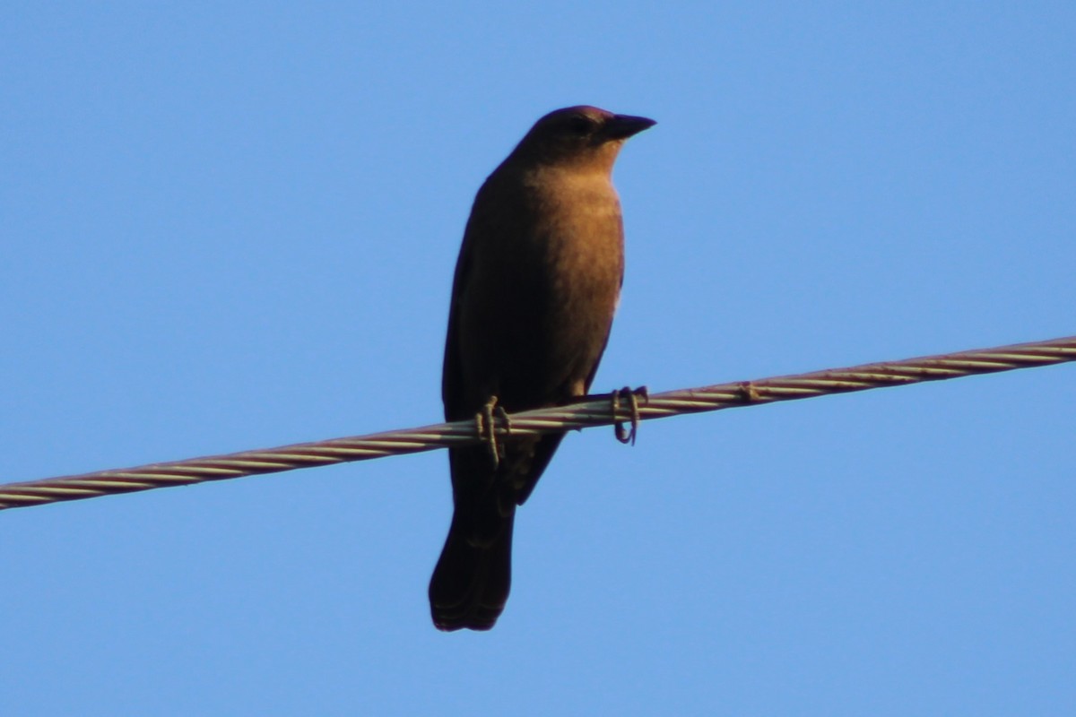 Brewer's Blackbird - ML617621909