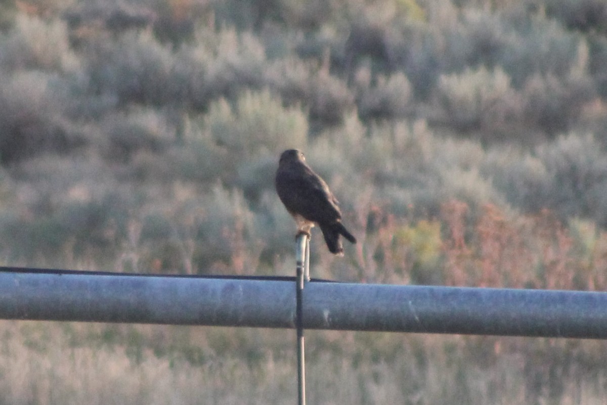 Swainson's Hawk - ML617621923