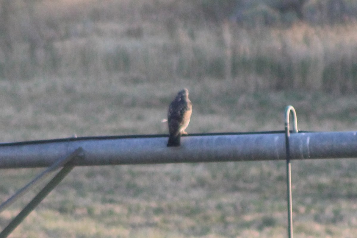 Swainson's Hawk - ML617621924