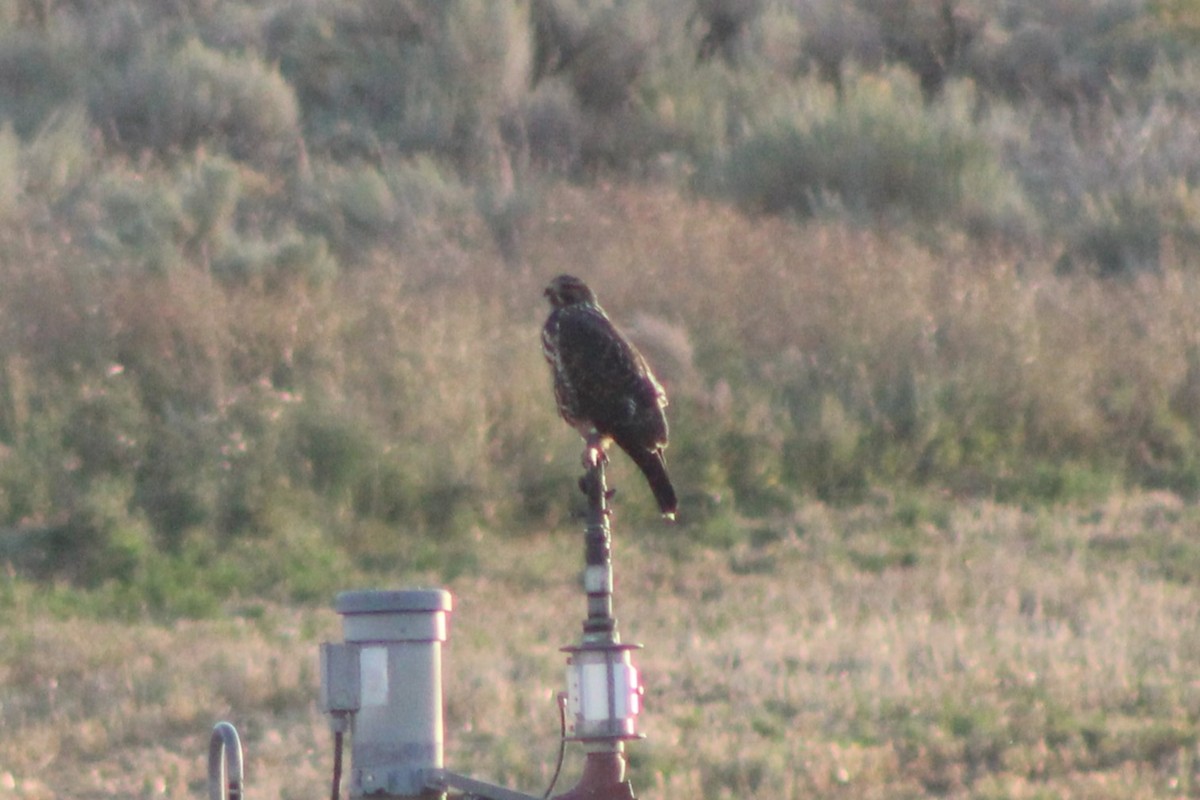 Swainson's Hawk - ML617621925